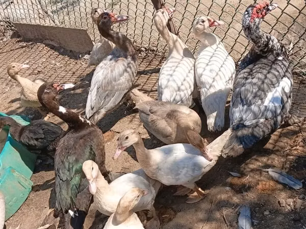 Домашняя мушка