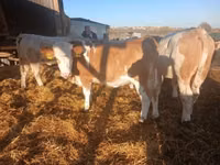 母牛, Hungarian Grey breed — 照片 8