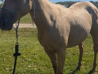 घोड़ी, Quarter Horse — फ़ोटो 1