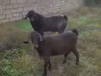 عنزة, الماعز — الصورة 3