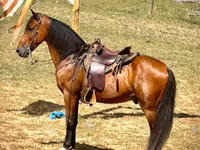 घोड़ा, Tennessee Walking Horse — फ़ोटो 4