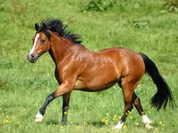 Азаргагүй морь, Horse breed — 4 зураг