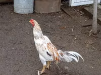 Chickens — photo 6