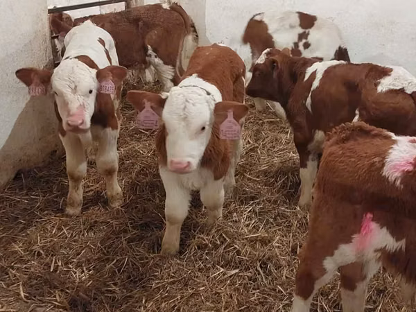 Bulle, Simmental cattle