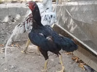 Chickens — photo 1