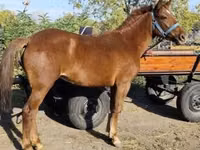 Yegua, Hungarian horse breed — foto 2