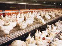 Premixuri pentru animale şi păsări — الصورة 1