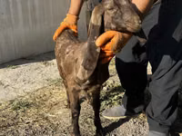 Ziege, Kamori goats — Foto 2