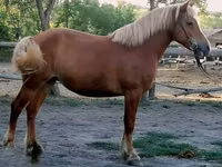 घोड़ी, Haflinger — फ़ोटो 4