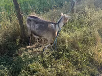 बकरी, Nubian Goat — फ़ोटो 3