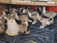 Ducks — Foto 3