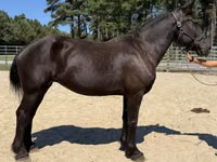 Yegua, Percheron — foto 1