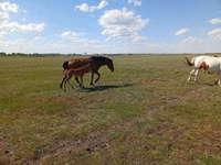 Stute, Kinsky horse — Foto 2