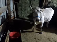 母牛, Cattle — 照片 3