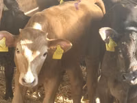 Cattle (batch, sex not specified), Simmental cattle — photo 6