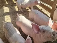 Pigs (batch, sex not specified) — photo 3