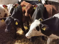 Бух, Simmental cattle — 6 зураг