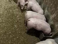 नर सूअर — फ़ोटो 7