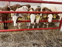Cattle (batch, sex not specified), Simmental cattle — photo 1