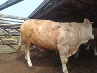 Bulle, Simmental cattle — Foto 4