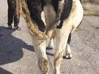 母牛, Russian Black pied cattle — 照片 8