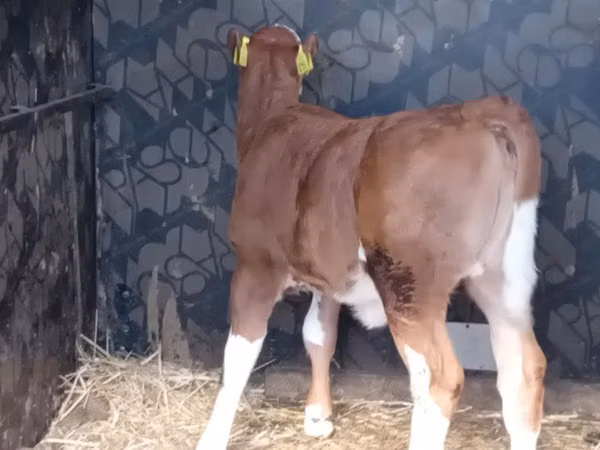 أبقار (دفعة، الجنس غير محدد), Simmental cattle