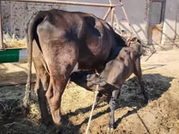 Үнээ, Swedish red cattle — 3 зураг