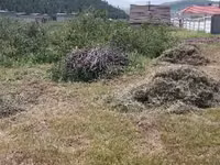 Хадсан өвс — 3 зураг