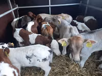 Toro, Simmental cattle — foto 2