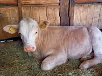 ثور, Simmental cattle — الصورة 2