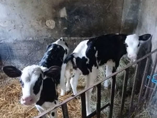 母牛, Russian Black pied cattle