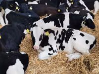 सांड, Russian Black pied cattle — फ़ोटो 5