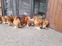 Pekin-Zwerg — Foto 6