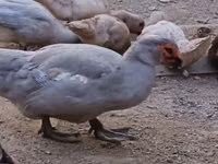 Ducks — foto 1