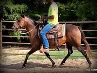 घोड़ी, Quarter Horse — फ़ोटो 8