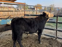 公牛, Simmental cattle — 照片 7