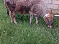 母牛, Azerbaijani zebu — 照片 7