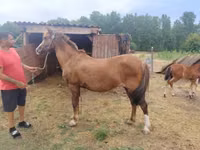 母马, Horses — 照片 3