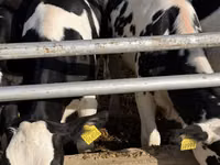 Kuh, Russian Black pied cattle — Foto 5