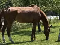 घोड़ी, Polish pony — फ़ोटो 1
