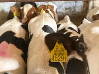 मवेशी (लॉट, लिंग निर्दिष्ट नहीं), Simmental cattle — फ़ोटो 2