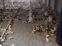 Chickens — 2 зураг
