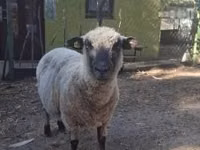 Хуц, Shroshire sheep — 1 зураг