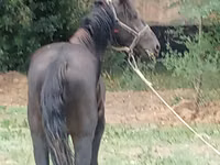 Horse (M), Priob horse — photo 3