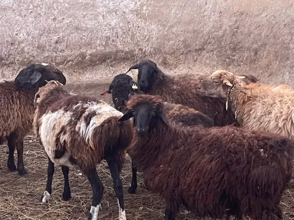 Widder, Kazakh fat-tailed coarsewool sheep