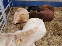 Toro, Simmental cattle — foto 2