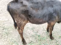 Cow, Cattle — photo 3