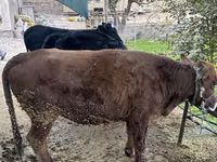 母牛, Cattle — 照片 3