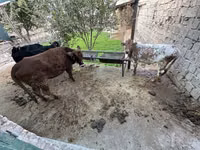 母牛, Cattle — 照片 6