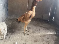 Chickens — Foto 2